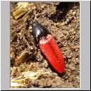 Ampedus sanguineus - Blutroter Schnellkaefer 02 14mm.jpg